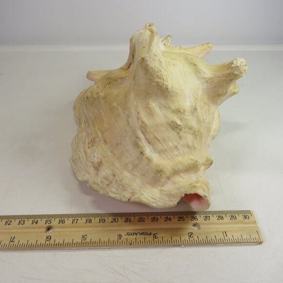Large Real Conch Sea Shell 8x7" 5.5" tall has some chips Light Tan - Picture 4 of 10